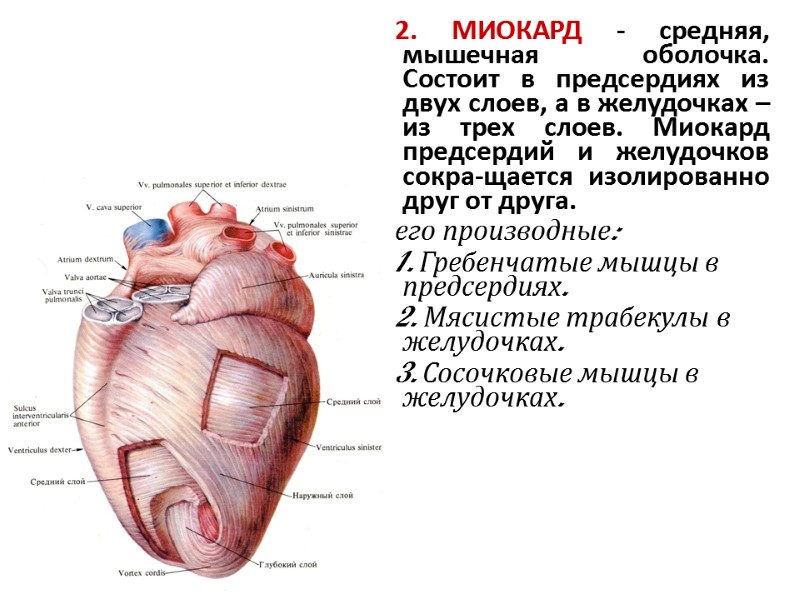 2. МИОКАРД - средняя, мышечная оболочка. Состоит в предсердиях из двух слоев, а в